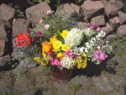 Blumenstrauss im Juli 2004