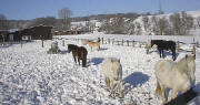 Pferde im Schnee 2002 in Maisbach bei Heidelberg